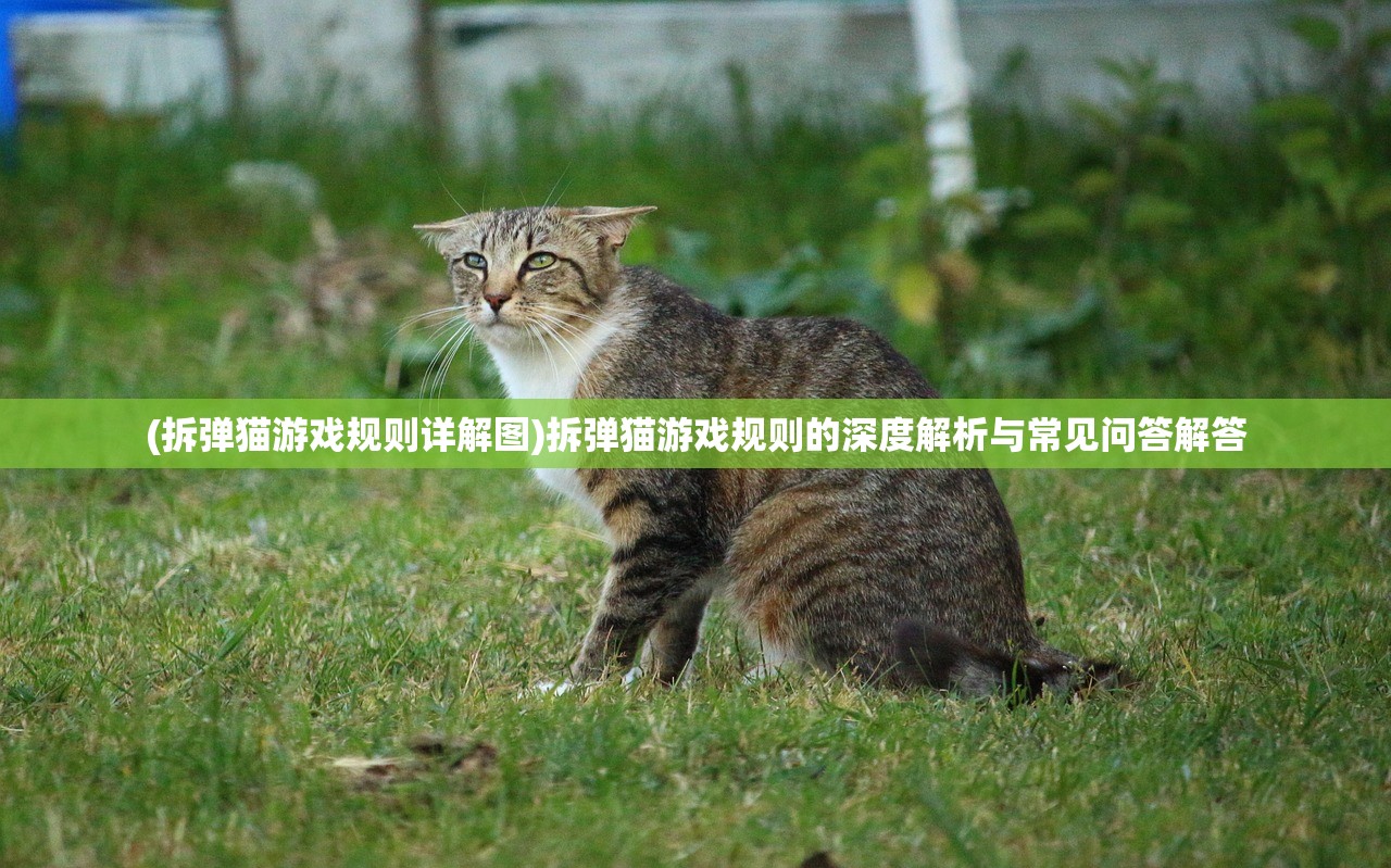 (拆弹猫游戏规则详解图)拆弹猫游戏规则的深度解析与常见问答解答