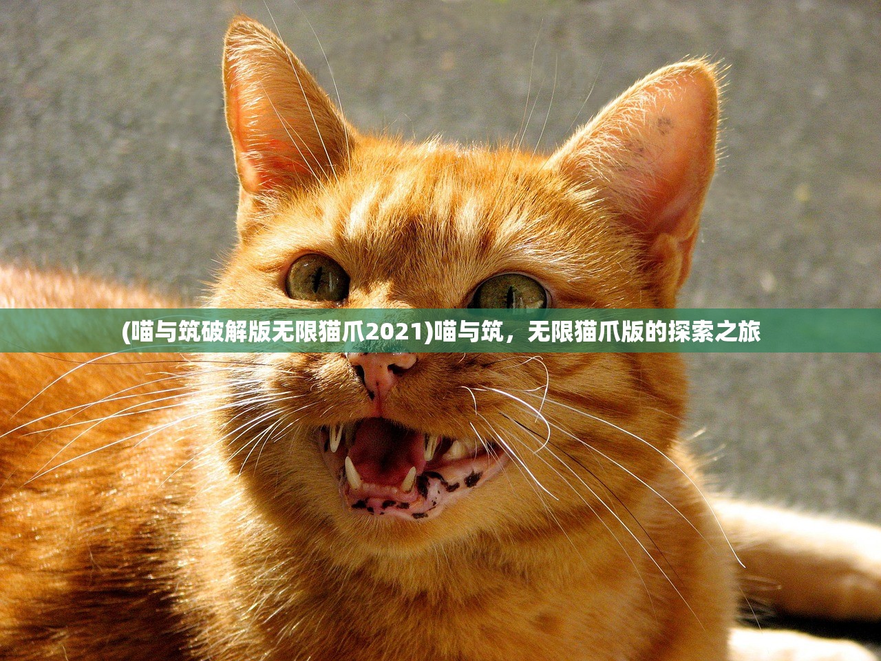 (喵与筑破解版无限猫爪2021)喵与筑，无限猫爪版的探索之旅