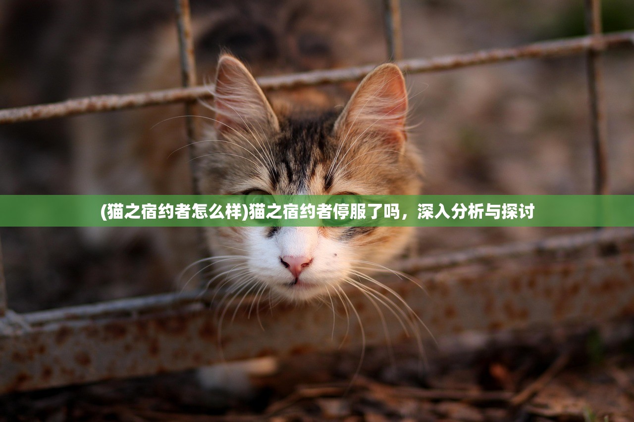 (猫之宿约者怎么样)猫之宿约者停服了吗，深入分析与探讨