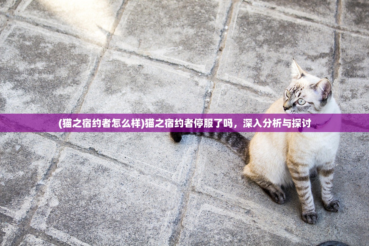 (猫之宿约者怎么样)猫之宿约者停服了吗，深入分析与探讨