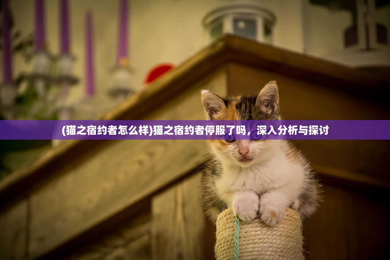 (猫之宿约者怎么样)猫之宿约者停服了吗，深入分析与探讨