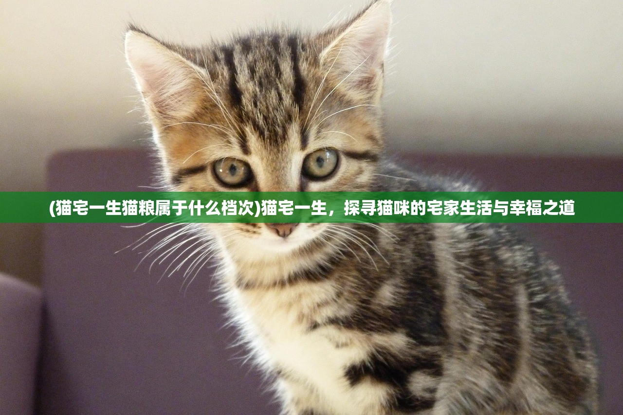 (猫宅一生猫粮属于什么档次)猫宅一生，探寻猫咪的宅家生活与幸福之道