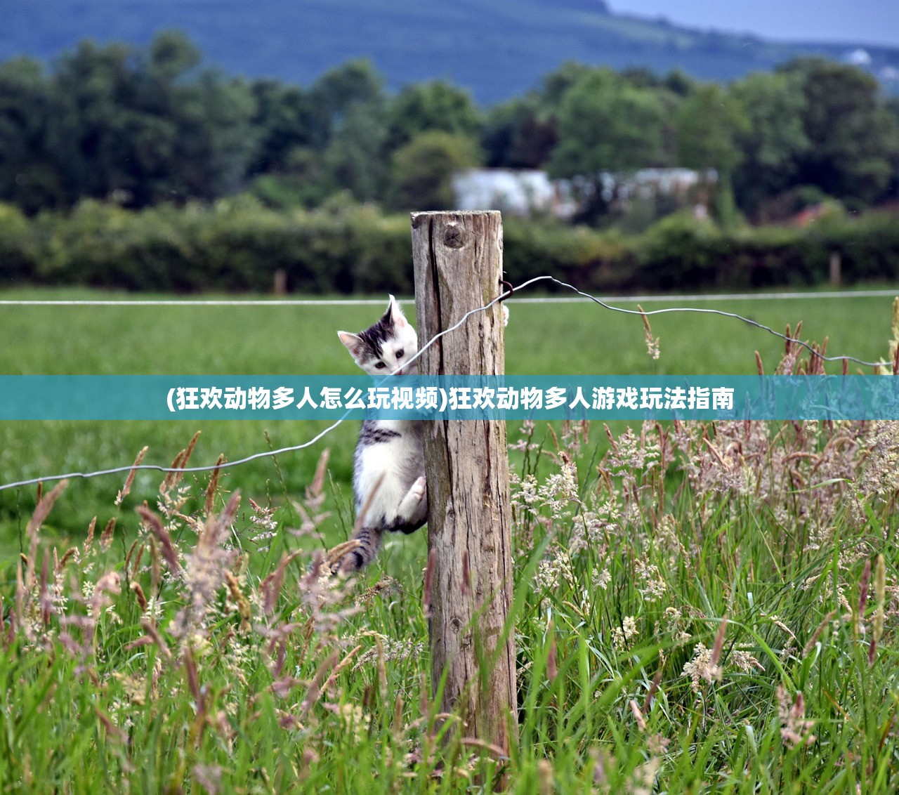 (狂欢动物多人怎么玩视频)狂欢动物多人游戏玩法指南