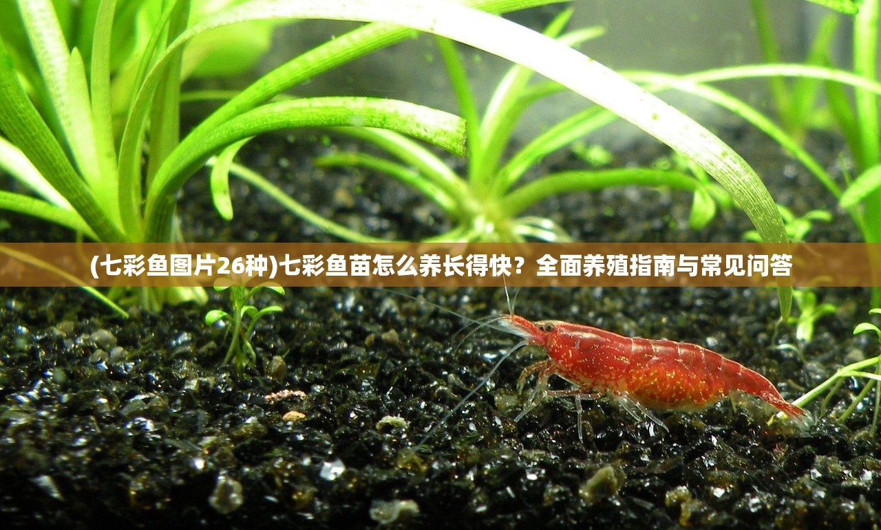 (七彩鱼图片26种)七彩鱼苗怎么养长得快？全面养殖指南与常见问答