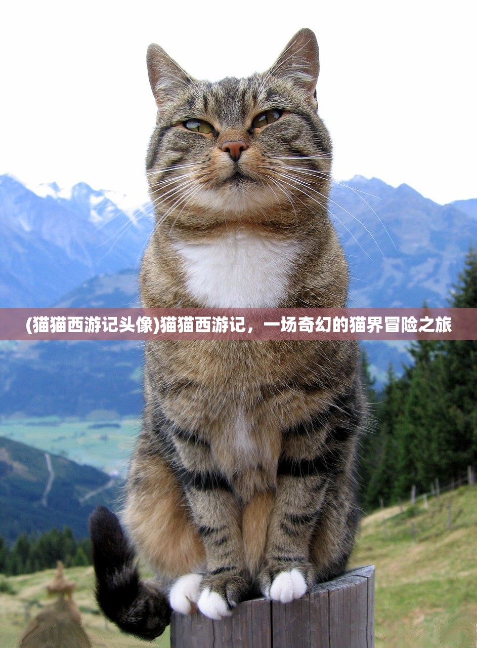 (猫猫西游记头像)猫猫西游记，一场奇幻的猫界冒险之旅