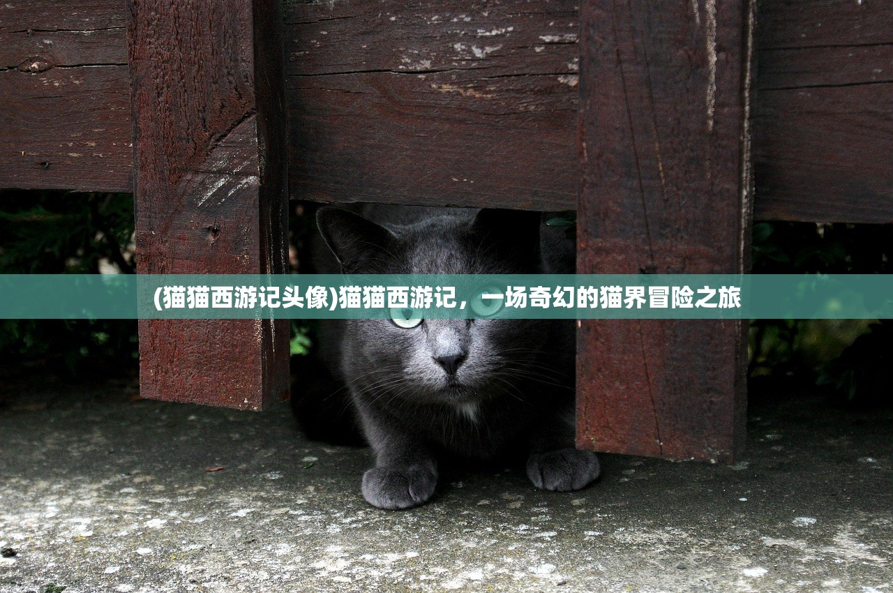 (猫猫西游记头像)猫猫西游记，一场奇幻的猫界冒险之旅