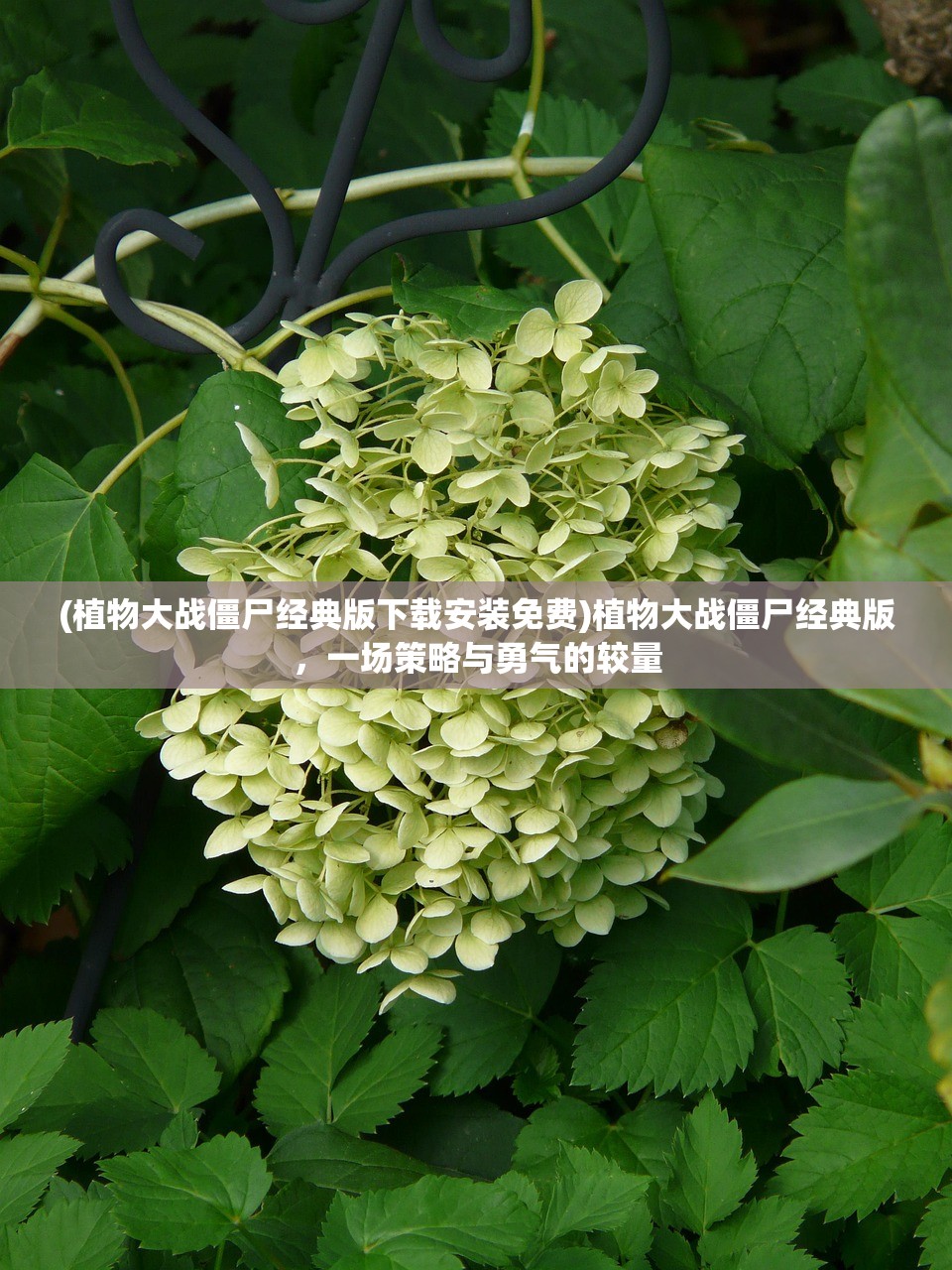 (植物大战僵尸经典版下载安装免费)植物大战僵尸经典版，一场策略与勇气的较量