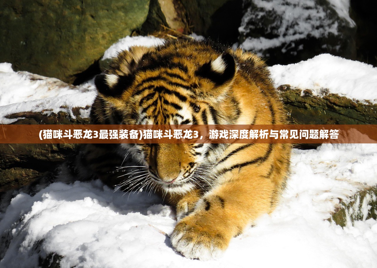 (猫咪斗恶龙3最强装备)猫咪斗恶龙3，游戏深度解析与常见问题解答