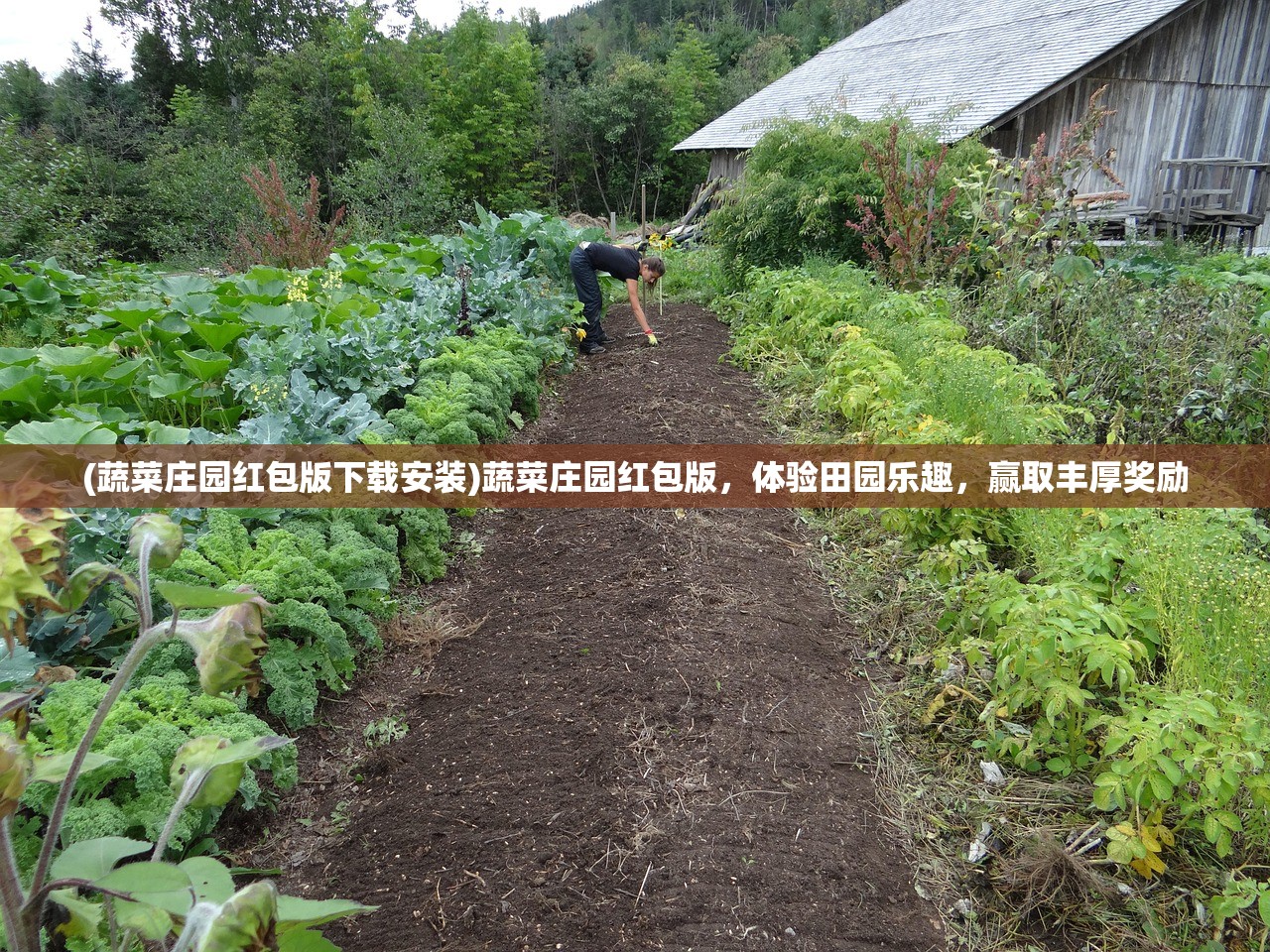 (蔬菜庄园红包版下载安装)蔬菜庄园红包版，体验田园乐趣，赢取丰厚奖励