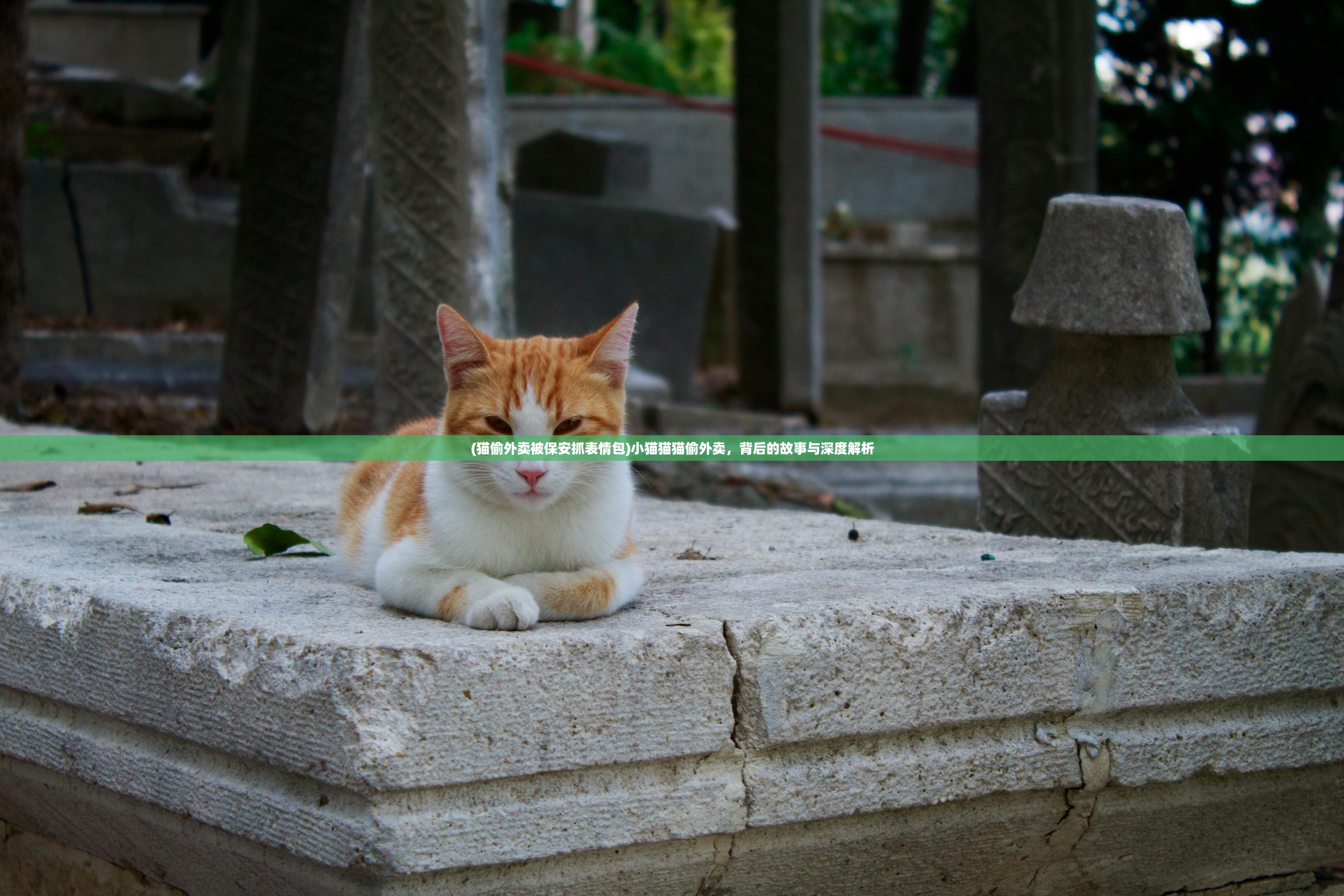(猫偷外卖被保安抓表情包)小猫猫猫偷外卖，背后的故事与深度解析
