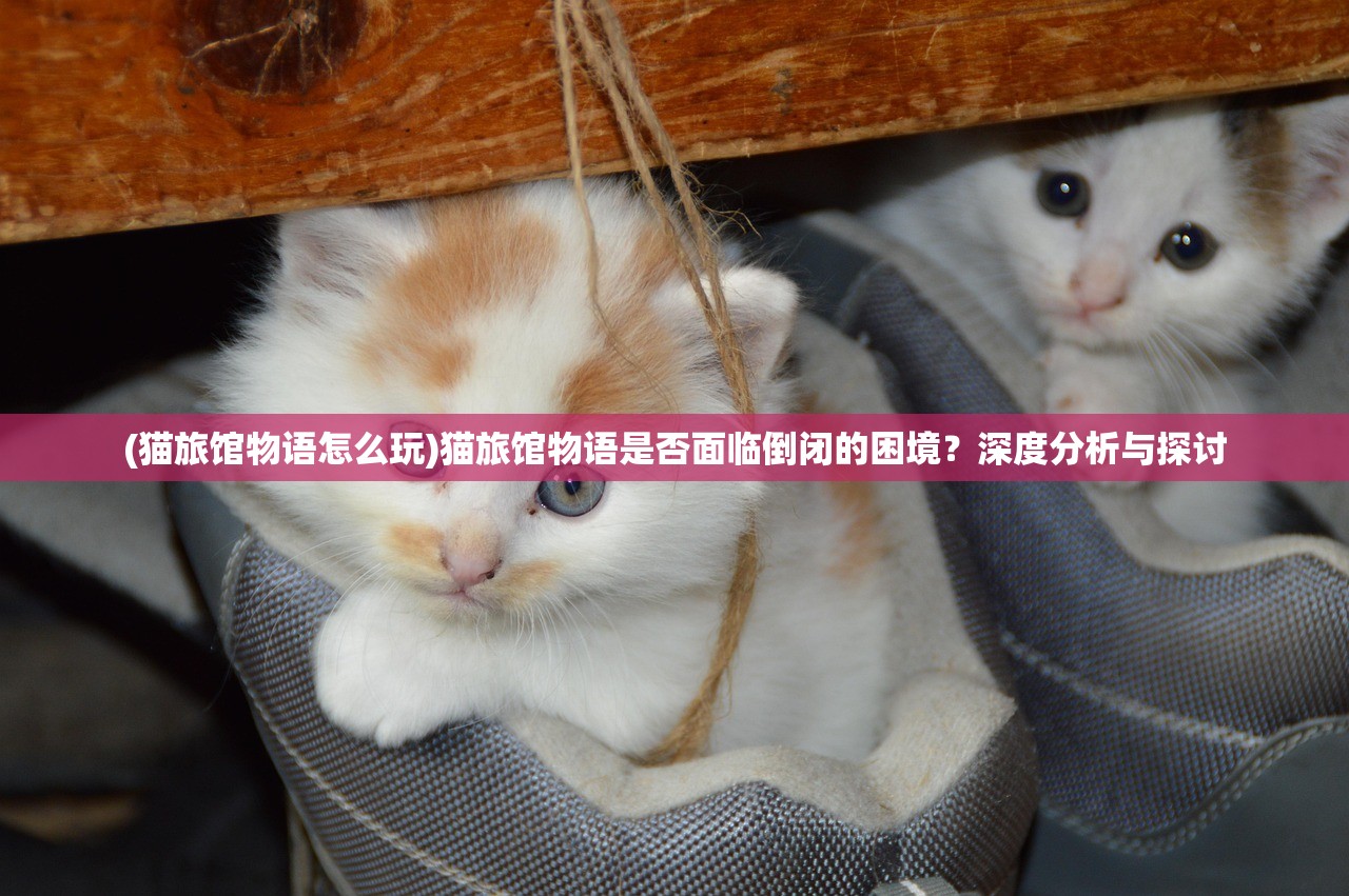 (猫旅馆物语怎么玩)猫旅馆物语是否面临倒闭的困境？深度分析与探讨