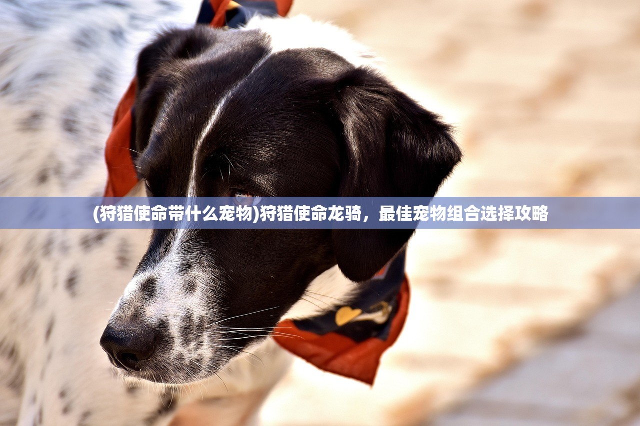 (狩猎使命带什么宠物)狩猎使命龙骑，最佳宠物组合选择攻略