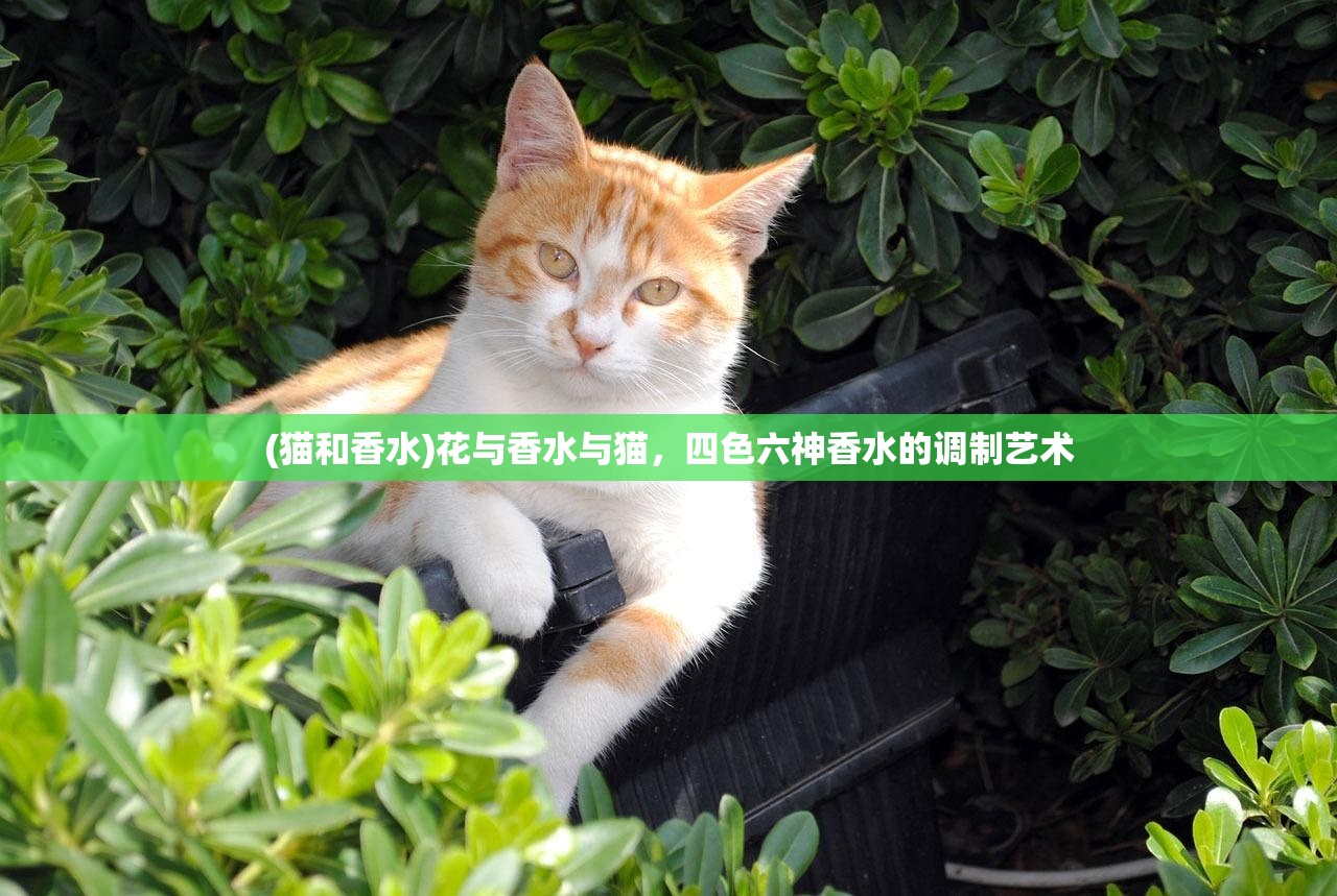 (猫和香水)花与香水与猫，四色六神香水的调制艺术