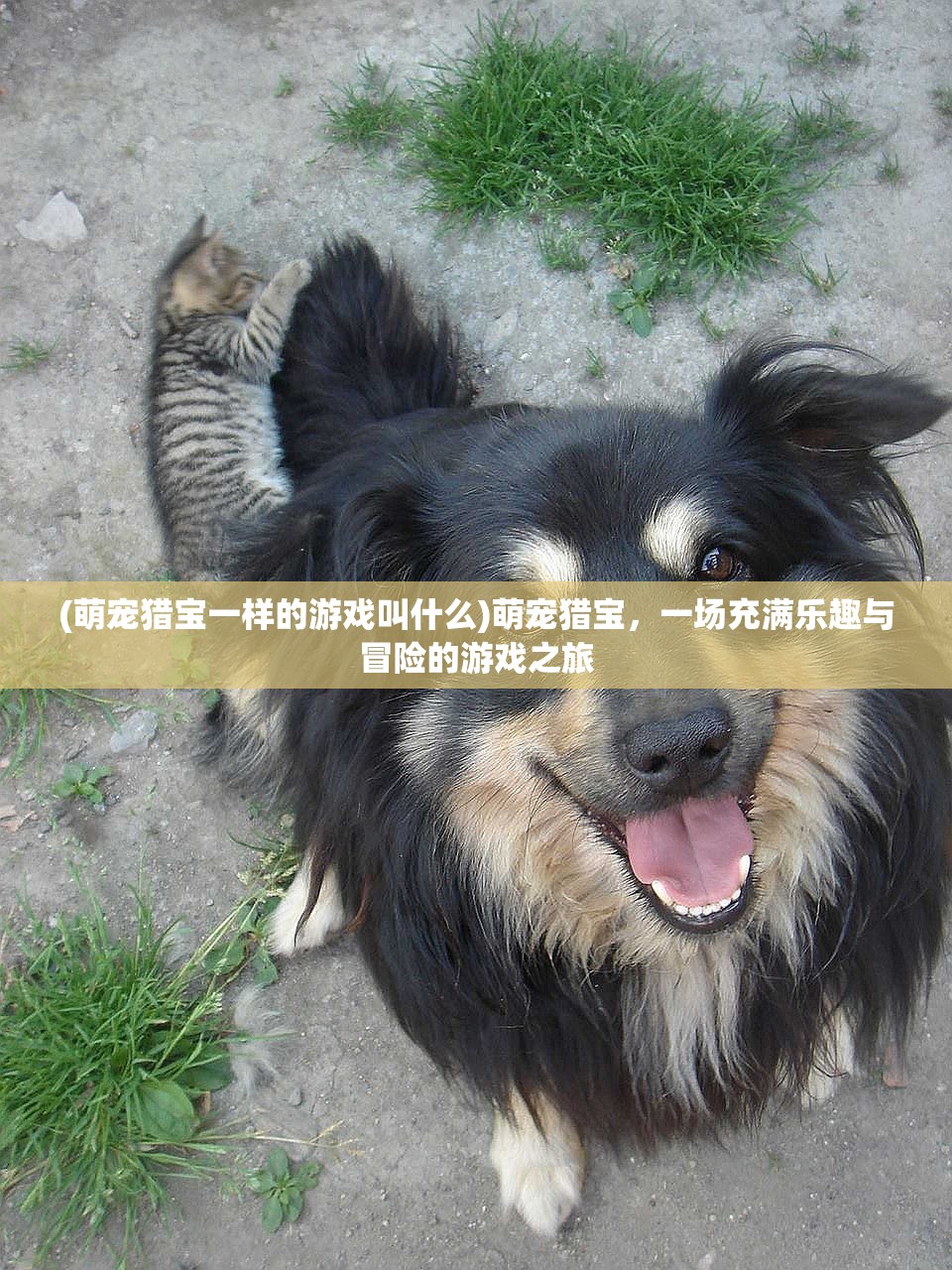 (萌宠猎宝一样的游戏叫什么)萌宠猎宝，一场充满乐趣与冒险的游戏之旅