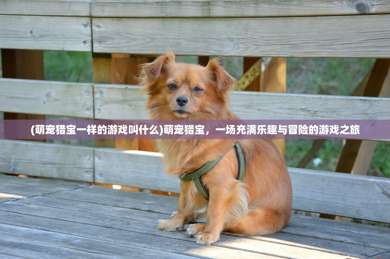 (萌宠猎宝一样的游戏叫什么)萌宠猎宝，一场充满乐趣与冒险的游戏之旅