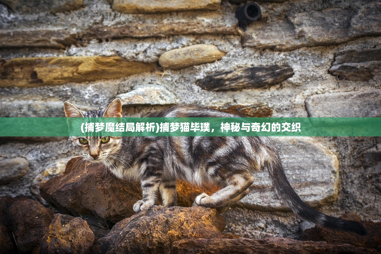 (捕梦魔结局解析)捕梦猫毕璞，神秘与奇幻的交织