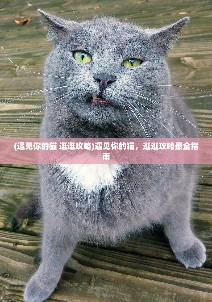 (遇见你的猫 逛逛攻略)遇见你的猫，逛逛攻略最全指南