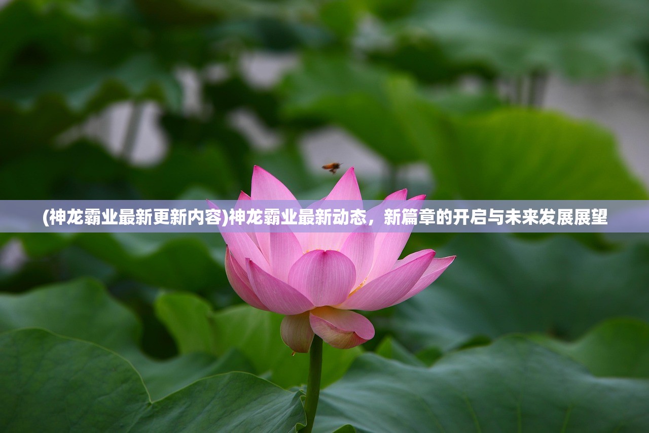 (神龙霸业最新更新内容)神龙霸业最新动态，新篇章的开启与未来发展展望