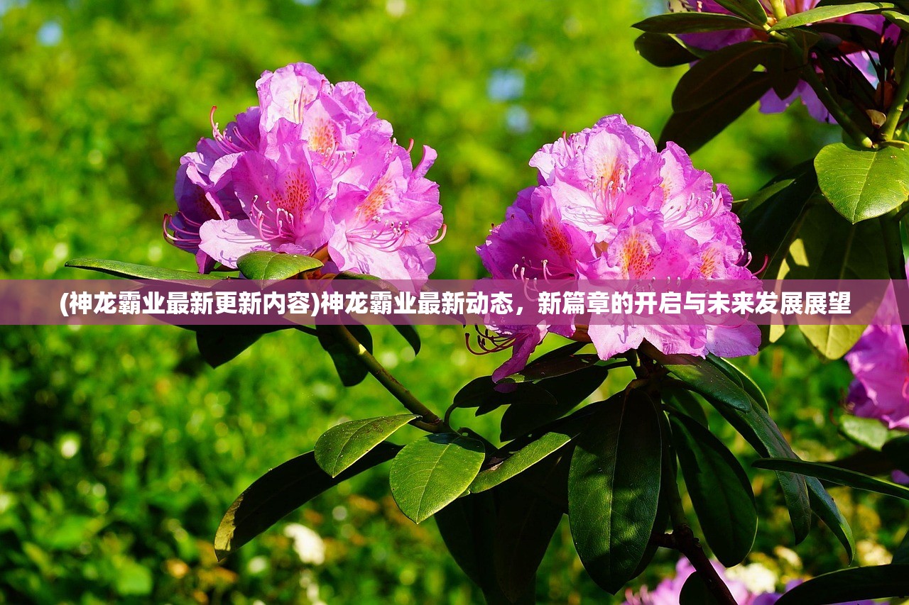 (神龙霸业最新更新内容)神龙霸业最新动态，新篇章的开启与未来发展展望