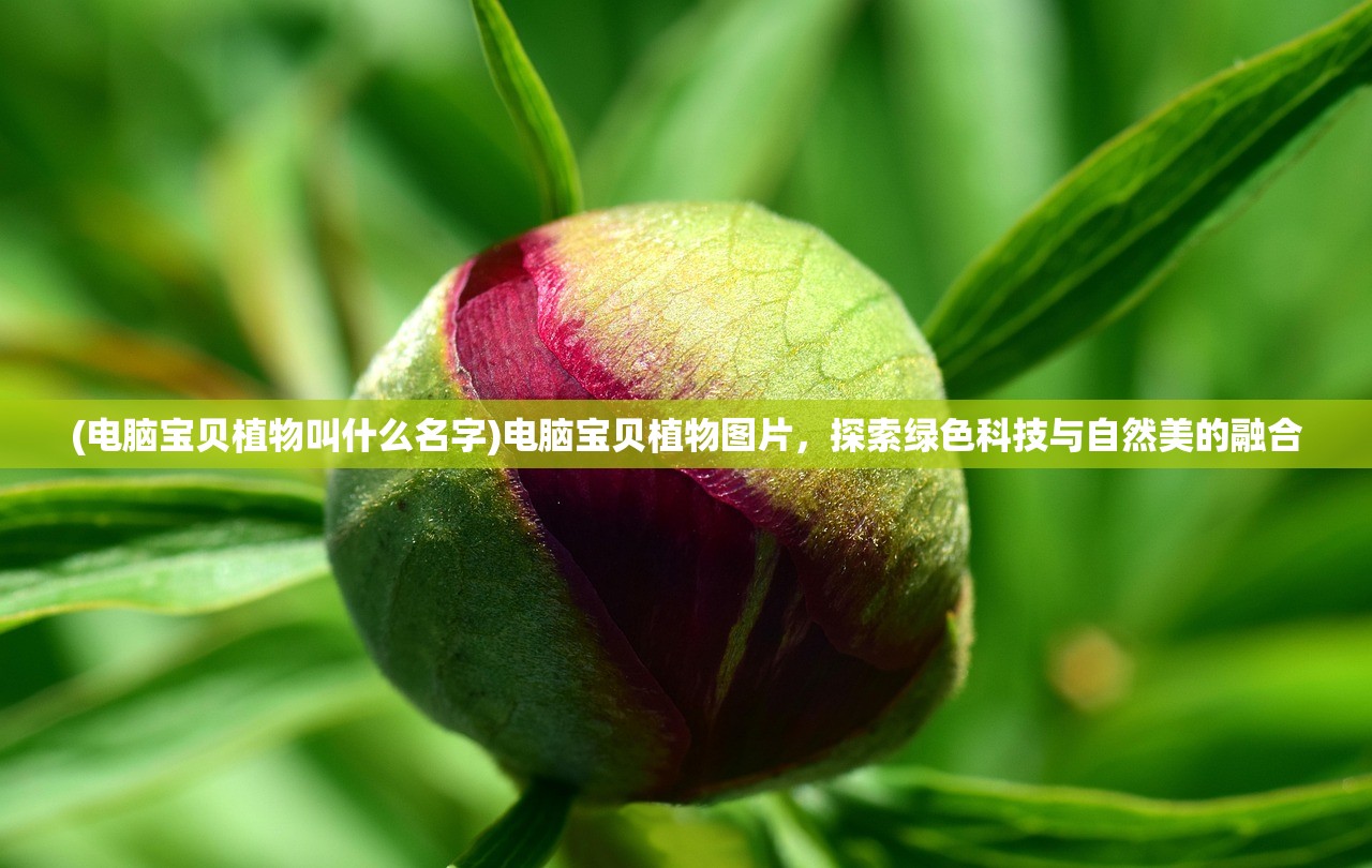 (电脑宝贝植物叫什么名字)电脑宝贝植物图片，探索绿色科技与自然美的融合