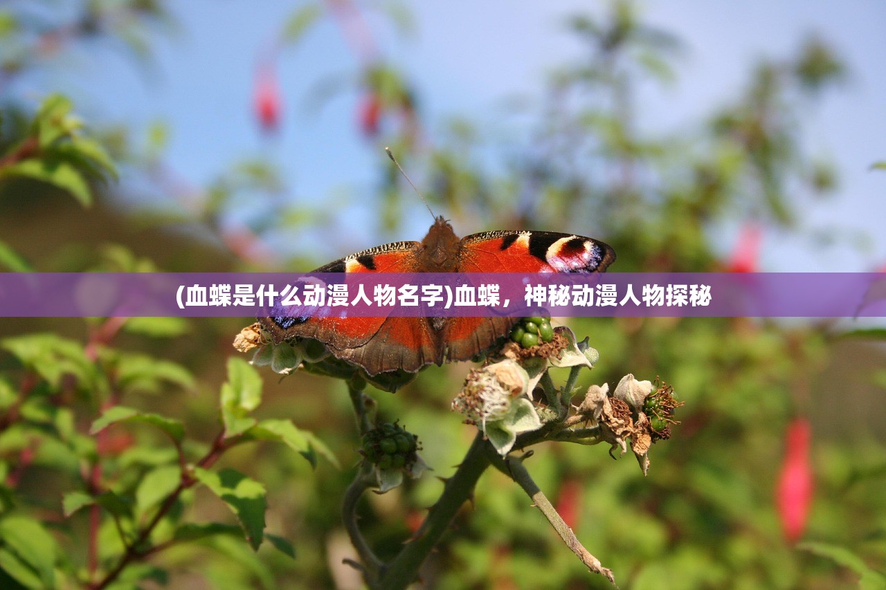 (血蝶是什么动漫人物名字)血蝶，神秘动漫人物探秘