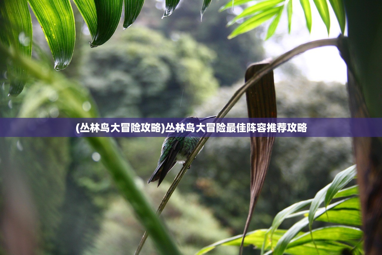 (丛林鸟大冒险攻略)丛林鸟大冒险最佳阵容推荐攻略