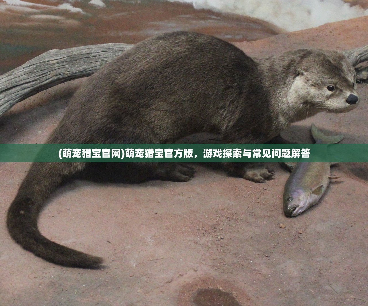 (萌宠猎宝官网)萌宠猎宝官方版，游戏探索与常见问题解答